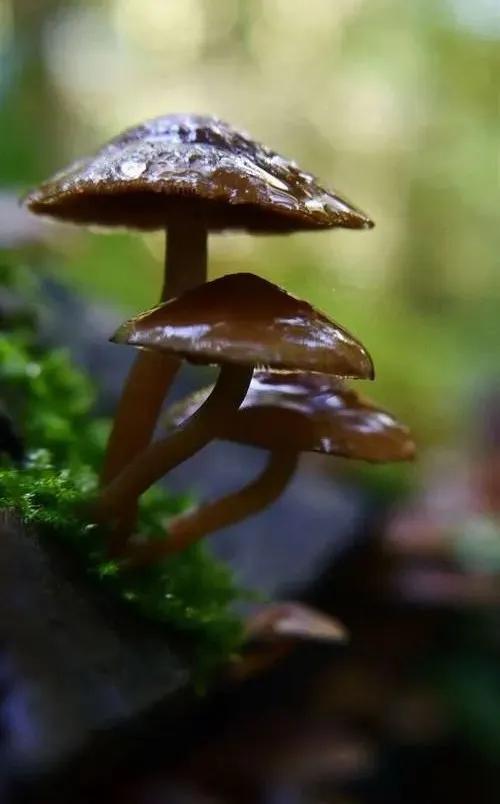 國家蘑菇地理：中國哪里的蘑菇最好吃？