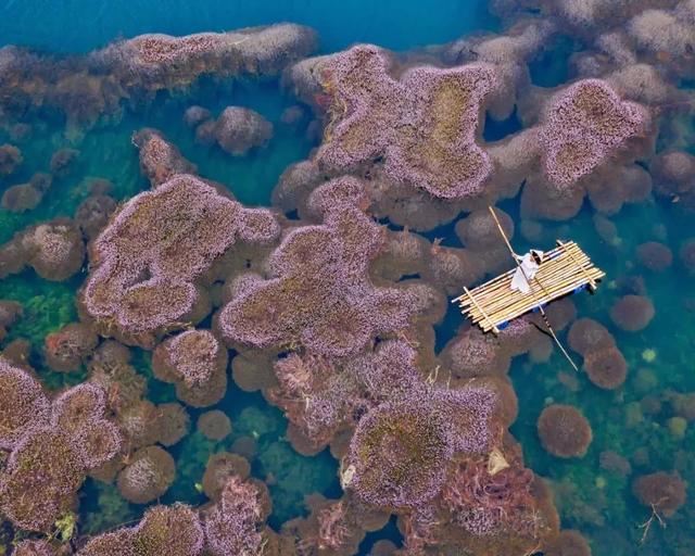 國家蘑菇地理：中國哪里的蘑菇最好吃？