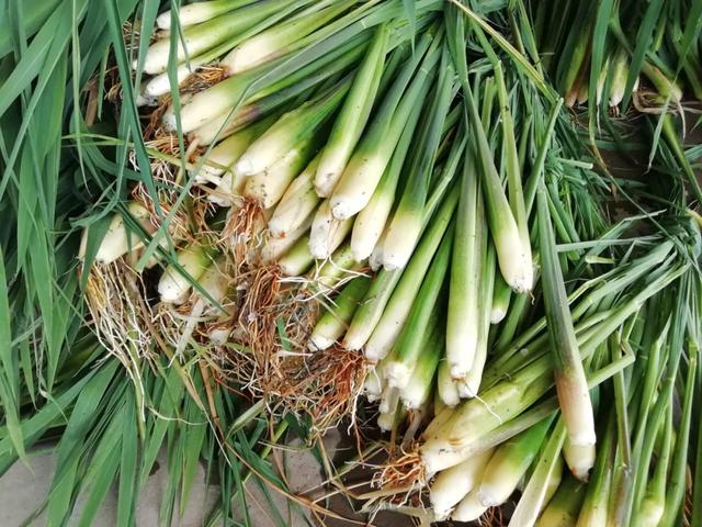 國家蘑菇地理：中國哪里的蘑菇最好吃？