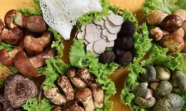 國家蘑菇地理：中國哪里的蘑菇最好吃？