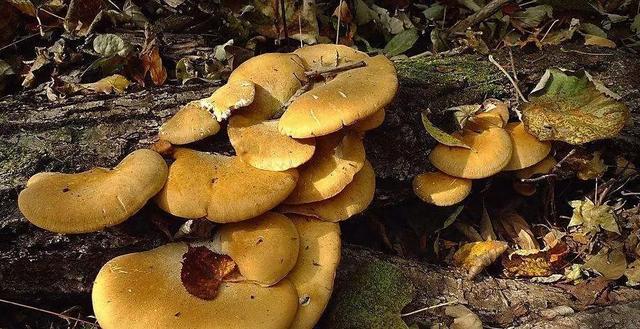 國家蘑菇地理：中國哪里的蘑菇最好吃？