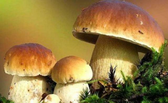 國家蘑菇地理：中國哪里的蘑菇最好吃？