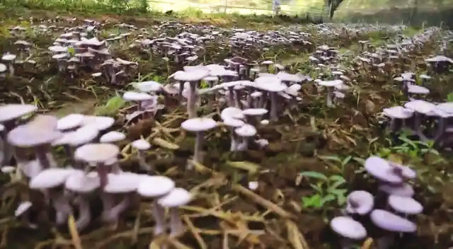 圖片關(guān)鍵詞